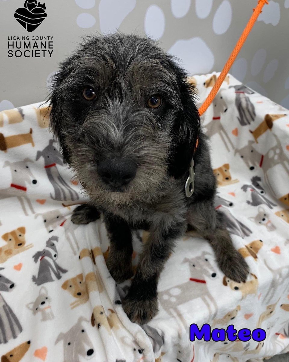 LCHSPets's tweet photo. New Arrivals!  Milo and Mateo are 5 month old mini labradoodles that were recently transferred to us from another rescue.  They currently weigh between 25-30 lbs.  These boys are puppy mill rescues and are shy at first but come around once they get more comfortable with you. https://t.co/X9gkFULJv0
