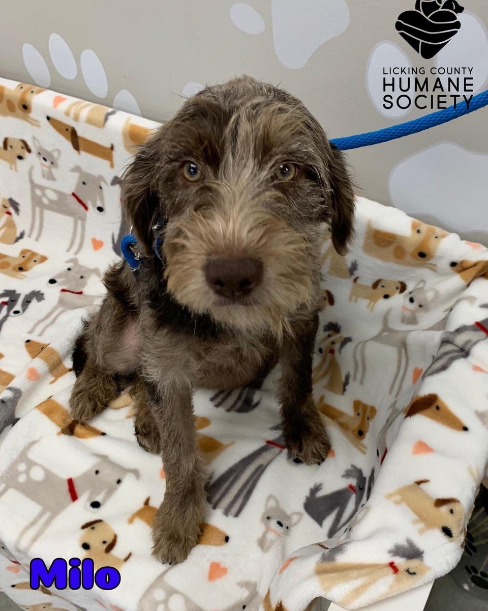 LCHSPets's tweet photo. New Arrivals!  Milo and Mateo are 5 month old mini labradoodles that were recently transferred to us from another rescue.  They currently weigh between 25-30 lbs.  These boys are puppy mill rescues and are shy at first but come around once they get more comfortable with you. https://t.co/X9gkFULJv0
