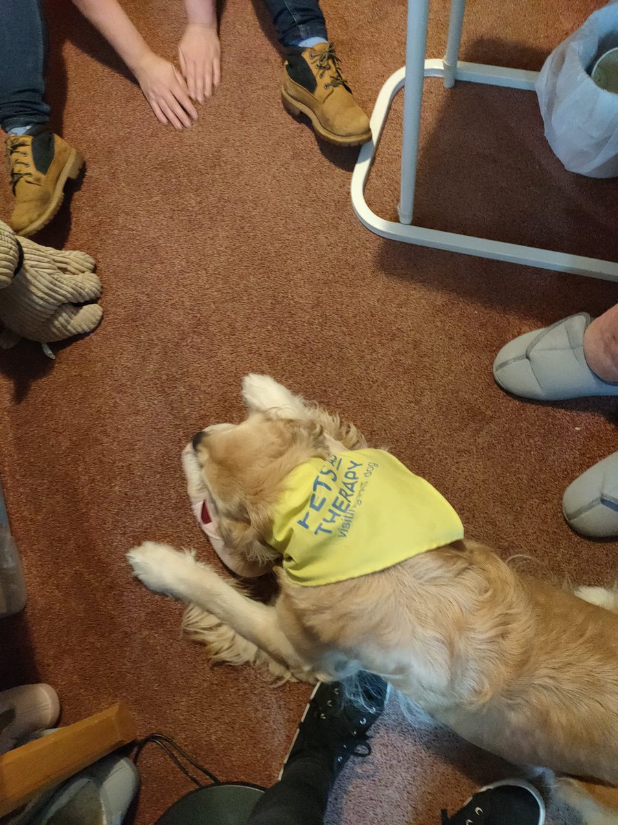 therapydogmaise's tweet photo. I had another exciting yet exhausting afternoon yesterday! I visited Summerleaze Care home and even got given my very own slipper to play with! I loved all the cuddles and affection from everyone at Summerleaze😍😍😍 @PetsAsTherapyUK #petsastherapy #carehome https://t.co/HpZe3liRlx