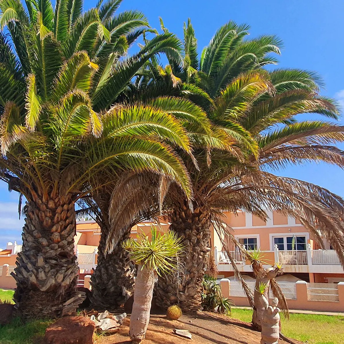 gettyproperties's tweet image. Fuerteventura holiday Lets coming soon! Watch this space 👀🍹🌅