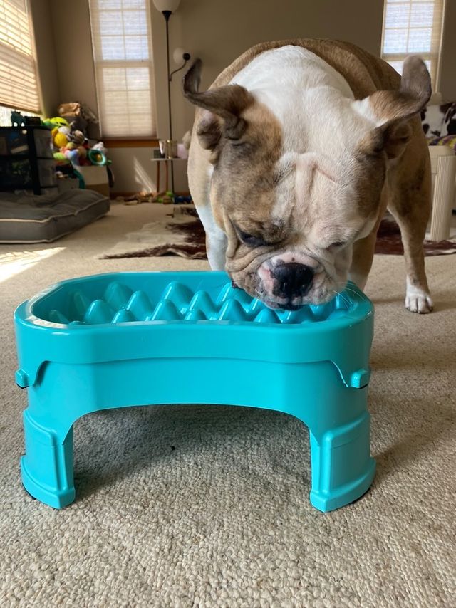 NeaterPets's tweet photo. Sorry mom, no more pictures! 🤤 
📷 by @mac.n.bru on IG https://t.co/3HkG4GgiGL