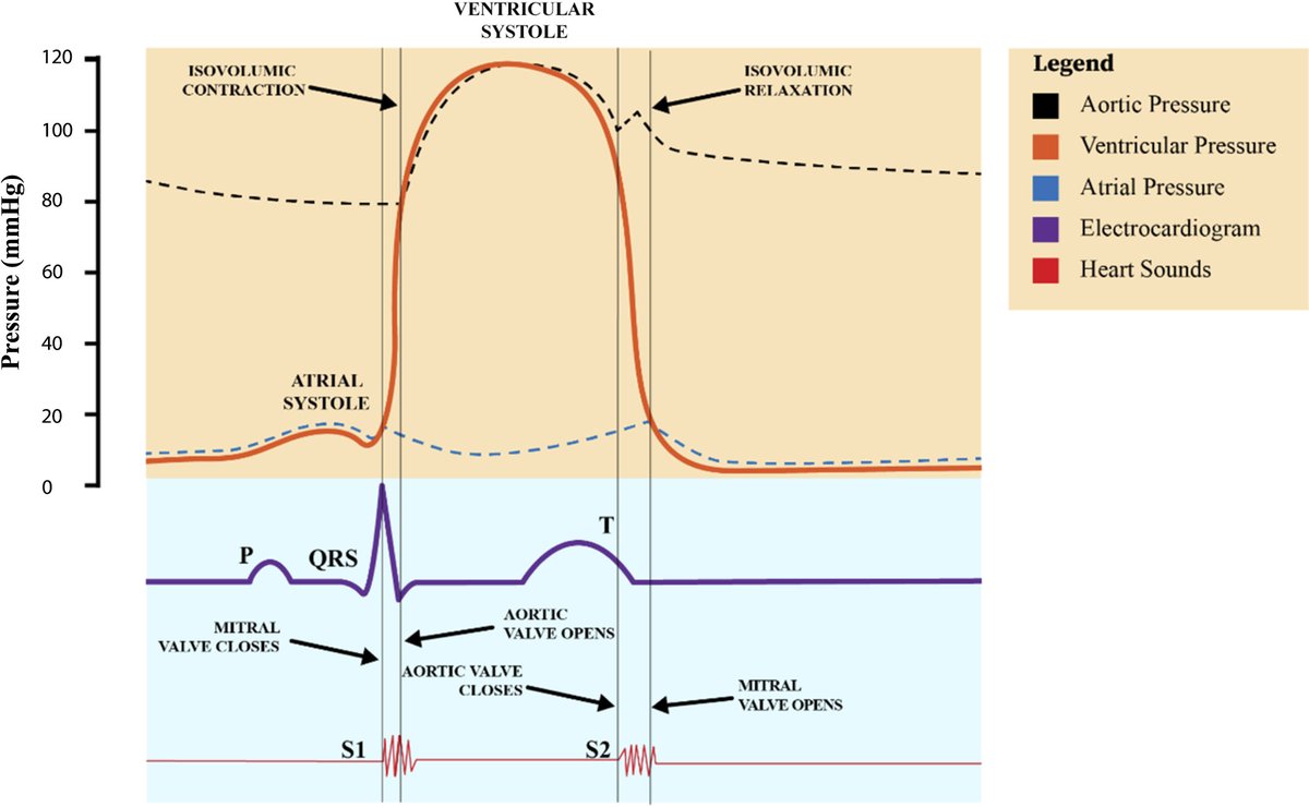 We suggest reading more on the #WiggersDiagram in @AdvPhysiolEduc 
↪️ The Wright table of the cardiac cycle: a stand-alone supplement to the Wiggers diagram
ow.ly/qJe150LBeNh'