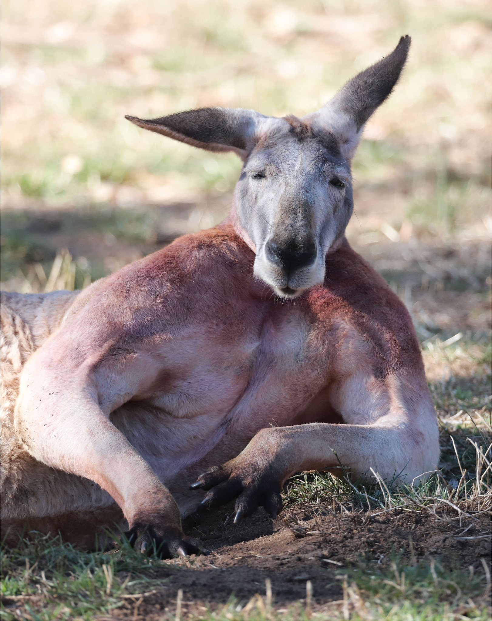 Buff Kangaroo