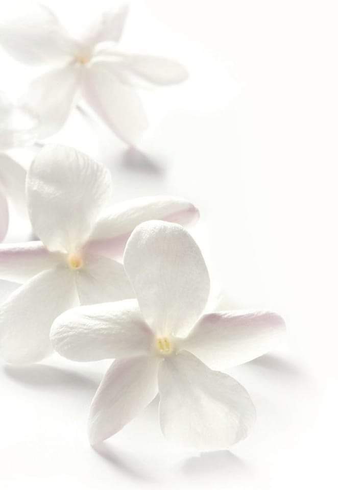عطر الياسمين. 🌸 tweet media