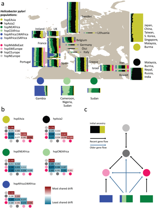 BactGenRSS's tweet photo. Repeated out-of-Africa expansions of Helicobacter pylori driven by replacement of deleterious mutations https://t.co/x9QD5i9Iyv https://t.co/MWqb0f9Sjs