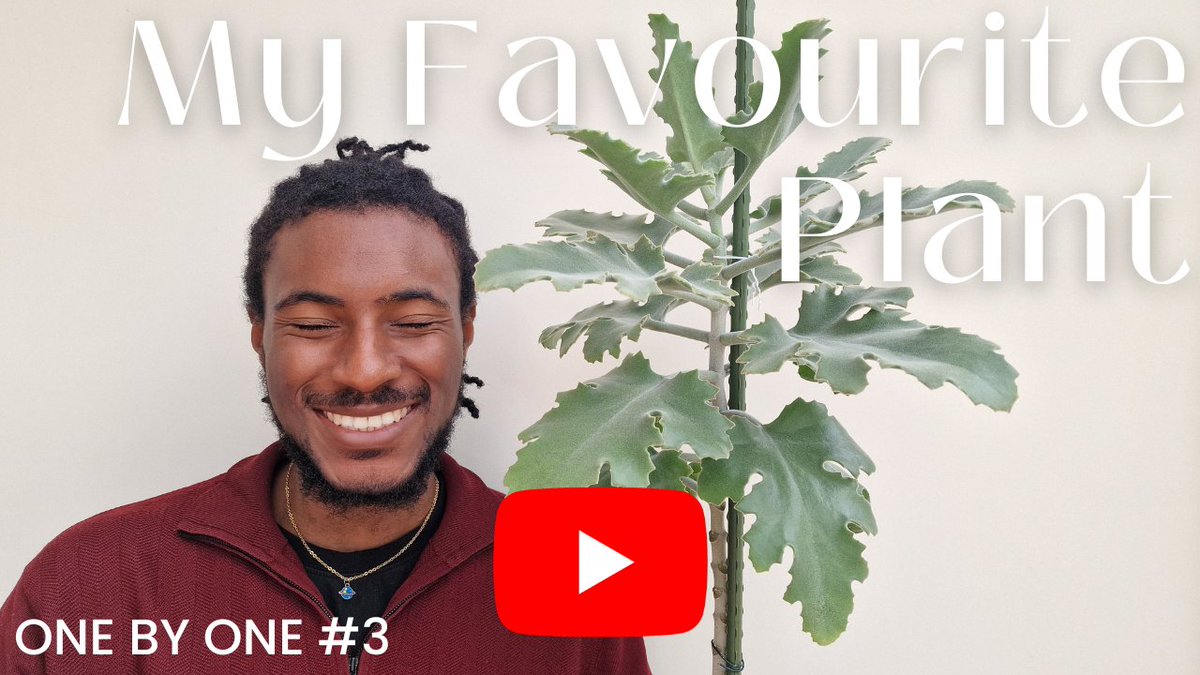 gbengaishere's tweet image. New video just dropped - all about my absolute fav, Kalanchoe Beharensis 'Silver Shadow'. I've had it for almost 2 years, so there was a lot to say - I hope you enjoy this one as much as I enjoyed making it

Link to watch: youtu.be/_Z7dUt3q3CE