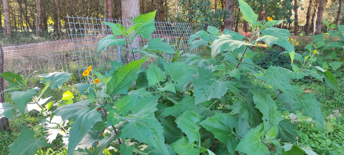 microferme's tweet photo. Bonsoir les ami(e)s, je vous présente un légume bien particulier. La poire de terre ou Yacon, qui profite d'une arrière saison bien agréable après un été trop sec pour cette gourmande en eau et fraicheur. https://t.co/ed2j1FILF7