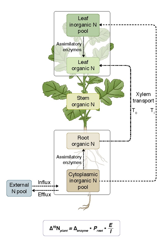 Our latest research shows that hybrid canola plants utilize ammonium more efficiently to enhance nitrogen uptake. Kudos to Canadian canola breeding programs! Many thanks to our funders <a href="/canolacouncil/">Canola Council of Canada</a> @SaskCanola <a href="/AlbertaCanola/">Alberta Canola</a> <a href="/mb_cropalliance/">Manitoba Crop Alliance</a> <a href="/CanolaWatch/">CW Jay Whetter</a> #NUE #Nitrogen