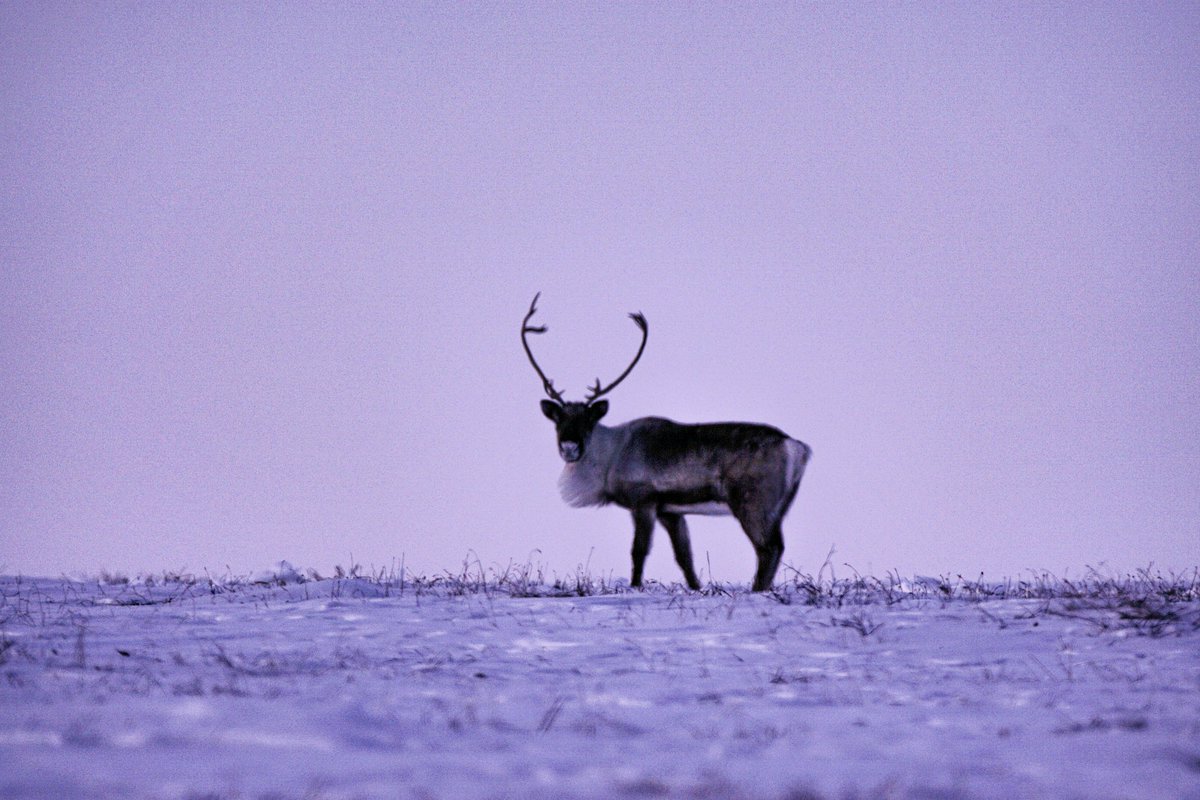 Megan Perra tweet media