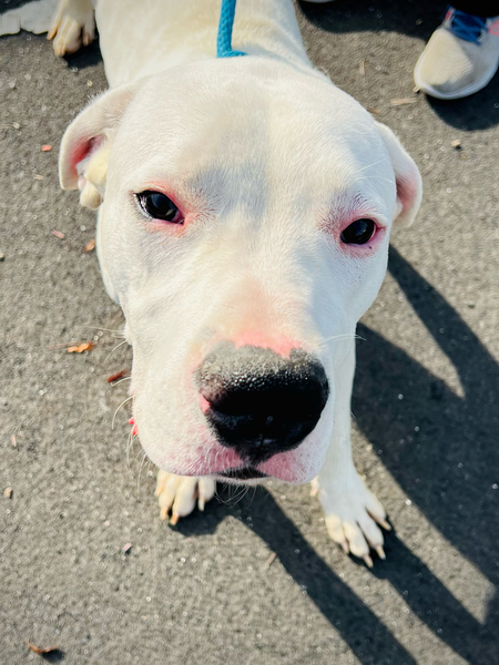 #Dog #Alabaster_CCSTCA_01 Hi!  https://t.co/LTc8ZJKnJh https://t.co/708kaq07gv