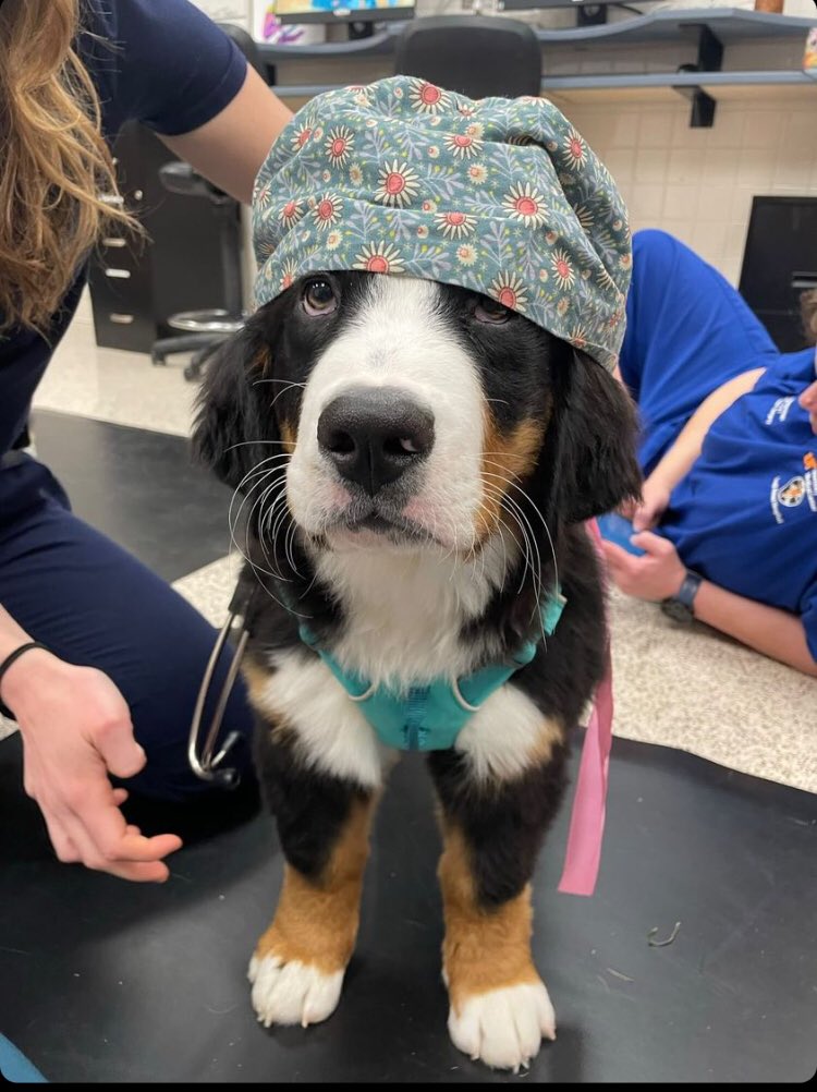 Tweet by UT Col of Vet Med