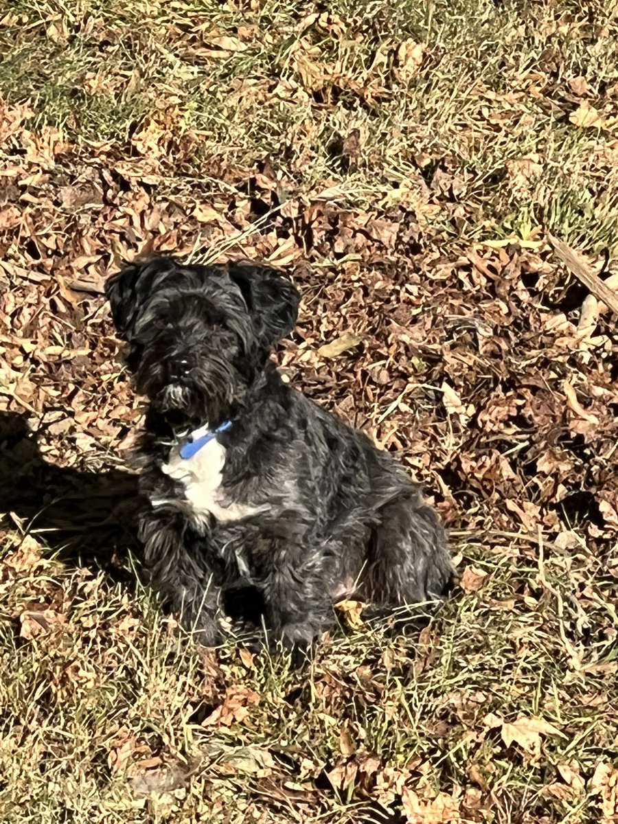 SimplyLowa's tweet photo. @moremarriott Here you are sir, one picture of my soft son. He felt very majestic this day. https://t.co/lhvRUYYmk9