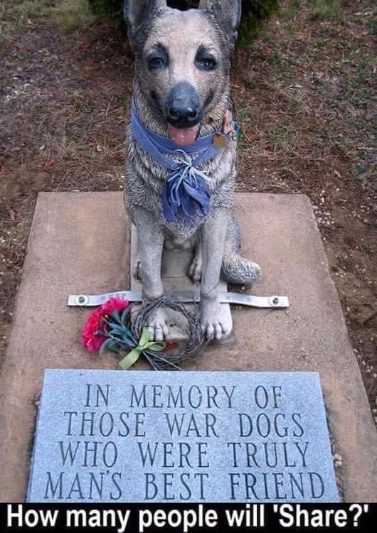 Julesk23's tweet image. #AnimalsOfWar ❤️