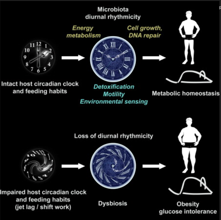 KnightforNight1's tweet photo. (this is all referenced from scientific papers BTW) https://t.co/KjhKMd0JYs