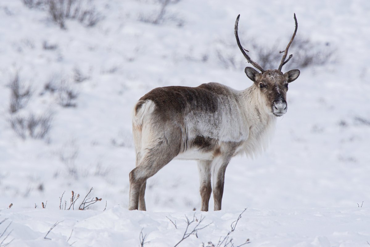 Megan Perra tweet media