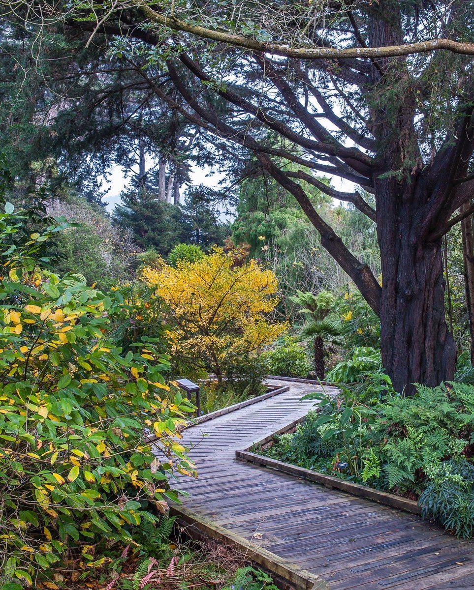 SFBGS's tweet photo. All Veterans and active duty servicemembers receive free admission to the Gardens of Golden Gate Park every day. We hope these beautiful spaces can soothe, heal, and help bring peace.
๐
#veteransday #gardensofgoldengatepark https://t.co/qrEaKZSzZX