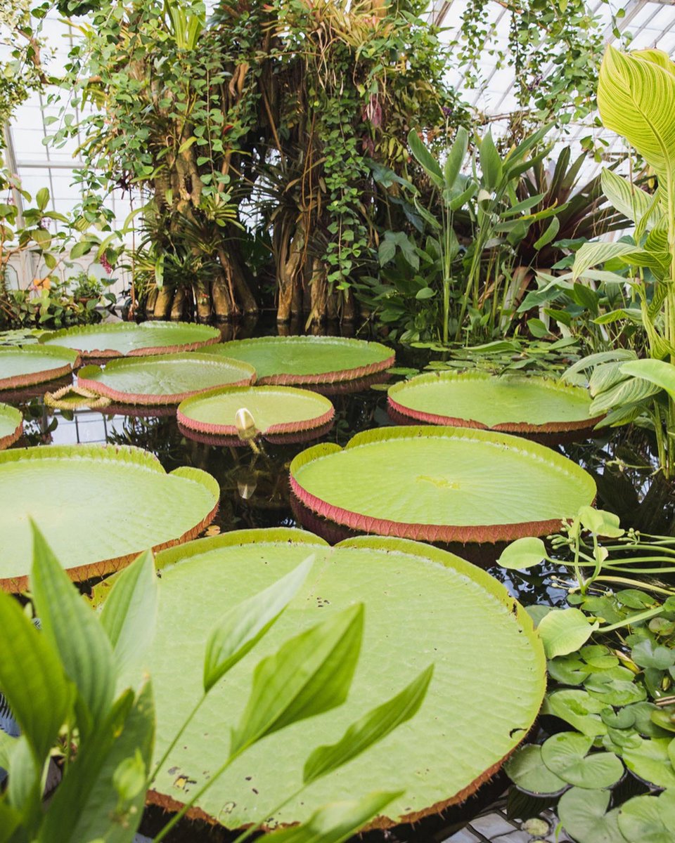 SFBGS's tweet photo. All Veterans and active duty servicemembers receive free admission to the Gardens of Golden Gate Park every day. We hope these beautiful spaces can soothe, heal, and help bring peace.
๐
#veteransday #gardensofgoldengatepark https://t.co/qrEaKZSzZX