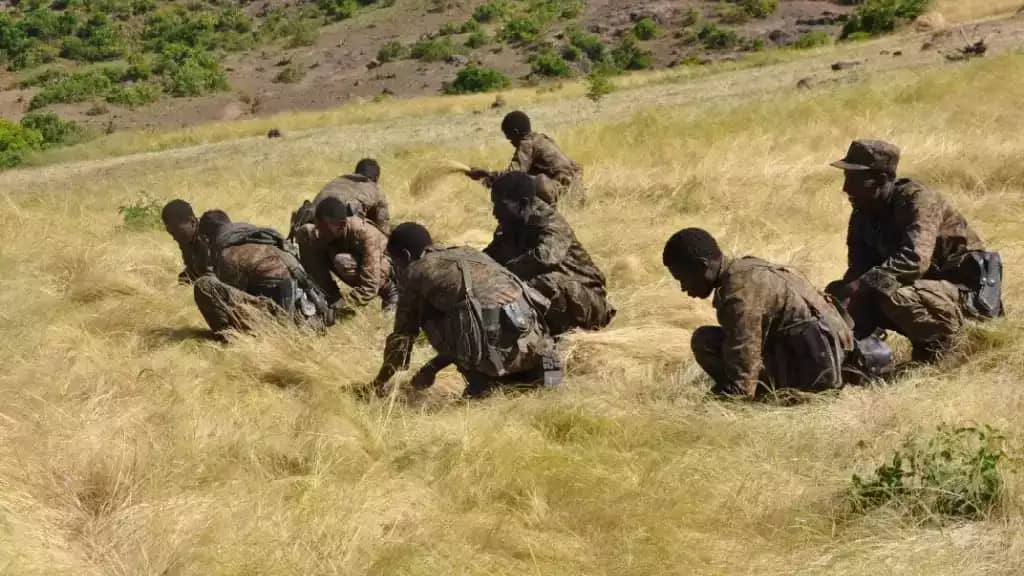 RedwanHussien's tweet image. ENDF in action helping farmers in Shire, Axum and Adwa collect harvest. If this doesn't warm one's heart, what else could?