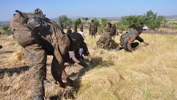 RedwanHussien's tweet image. ENDF in action helping farmers in Shire, Axum and Adwa collect harvest. If this doesn't warm one's heart, what else could?