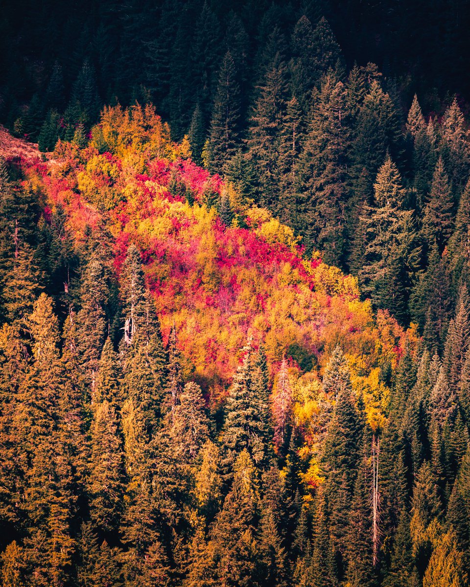 anas_hinde's tweet photo. @BraydenCreation Oregon in autumn https://t.co/PjTIhgwirX