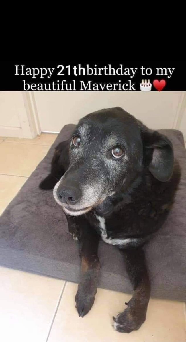 Today is Maverick's birthday and no one wished him yet. 🎂🐶🎉