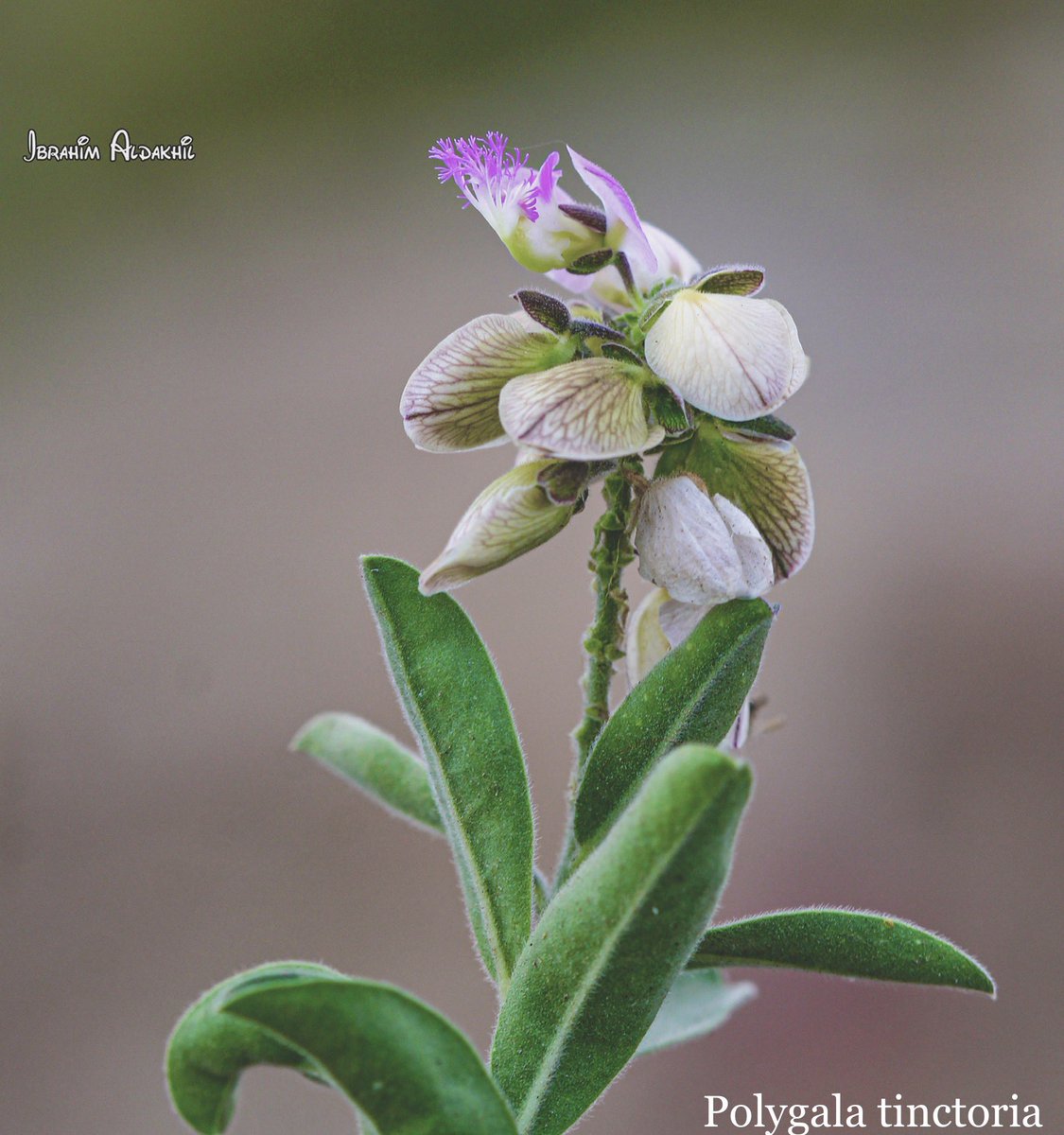 ibu23111's tweet photo. #Polygalaceae
Polygala tinctoria
#النباتات_الأصيلة
#Native
#Flowers
@GBIF
#Flora_of_Saudi_Arabia
#Saudi_Biodiversity https://t.co/YdGUByA93h
