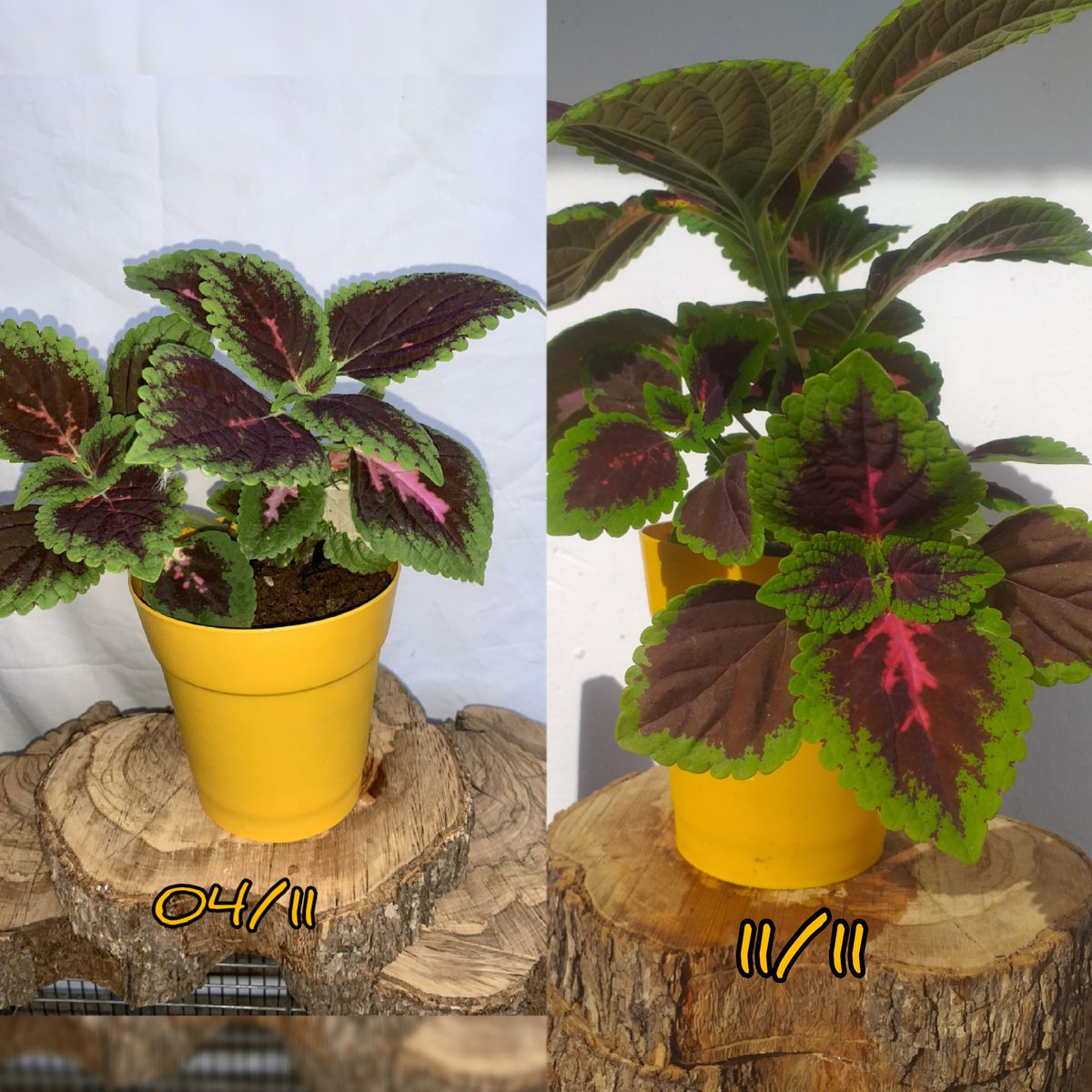 plantes chez pep tweet media