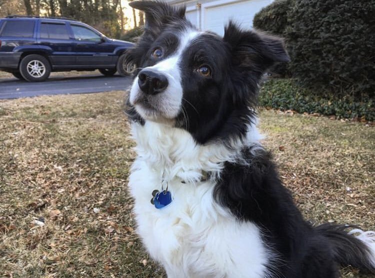 barronorcus's tweet photo. Had to say goodbye to my best friend today.
Thank you Molly, you made life brighter these last 14 years.

You were cherished. https://t.co/aplp5hq99w
