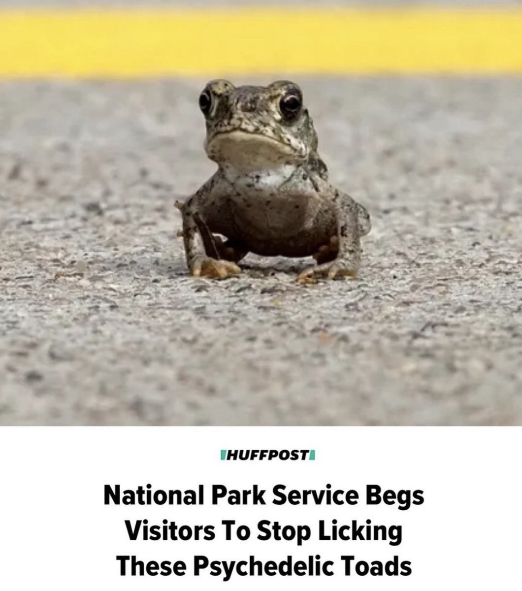 trippytoadzshow's tweet photo. Toadz in the news! Sonoran Desert Toads are going extinct. We’ve been bringing awareness and resources to this issue through our project and animated series that Simpsons writer @Donick is developing!

@CNN @NatlParkService @HuffPost https://t.co/7SDSpaLWVa