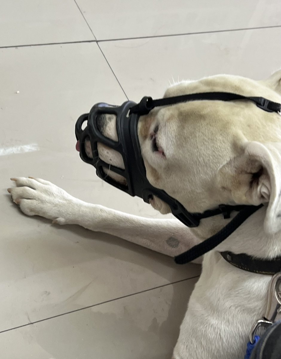 cesarsantis's tweet photo. Hay uno que no está muy
Contento en su control con su veterinaria jajajajajajjajajjaja #Caifas #MiAmigoCaifas #dogoargentinos ❤️❤️❤️❤️❤️❤️❤️❤️ #Arica https://t.co/ujIatzULSJ