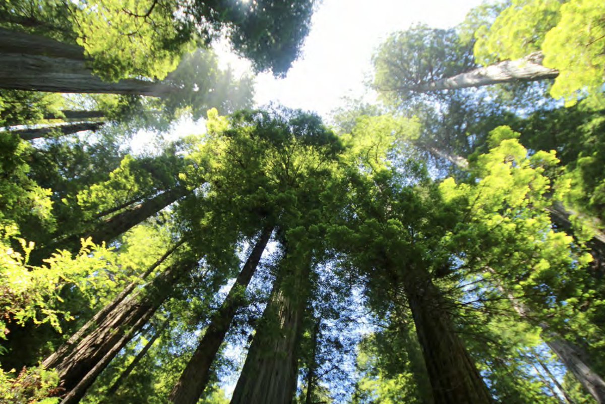 ForestsPlus's tweet photo. Carbon credits have emerged as a powerful tool to fund forest conservation and restoration. Check out our report to find out more about carbon finance! #ConserveRestoreGrow #DecarbonizationDay #COP27
https://t.co/82KKpXIP7n https://t.co/mIamNq4fBN