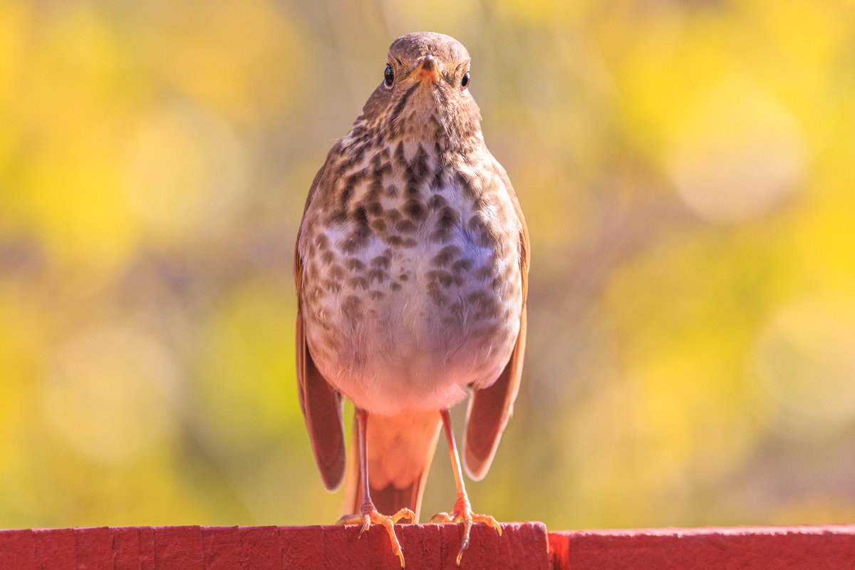 Another bird for the bird app.