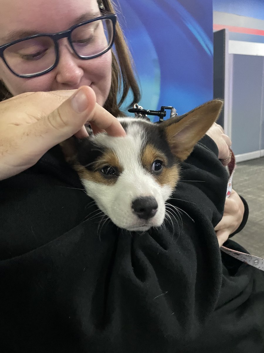 THEChrisOB's tweet photo. Corgi in the office‼️

Feat. @chandlergory 

@WKRN https://t.co/htYUOEJsCV
