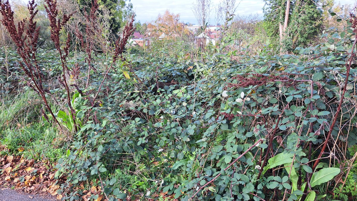 TideLineArt's tweet image. This #ArmisticeDay I went to visit the grave of Fred Jury whose brass tag I found whilst #mudlarking on the Thames a few years ago.  Fred fought in WW1 sustaining significant injuries. Unfortunately, his grave was completely obscured by brambles  but.....👇