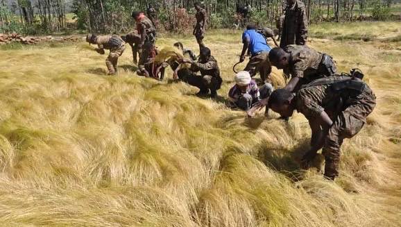 breaking_bre's tweet photo. ENDF helping farmers harvest in Tigray. https://t.co/tc1vtMRpNS