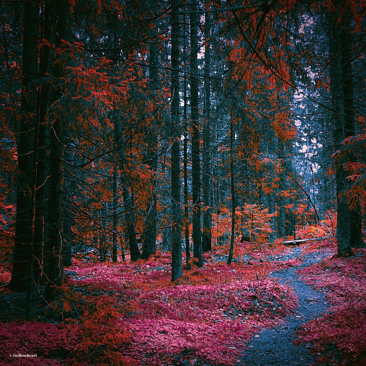 iwillowheart's tweet image. Come alive

#naturephotography 
#forestphotography 
#naturepath 
#autumn 
#trees