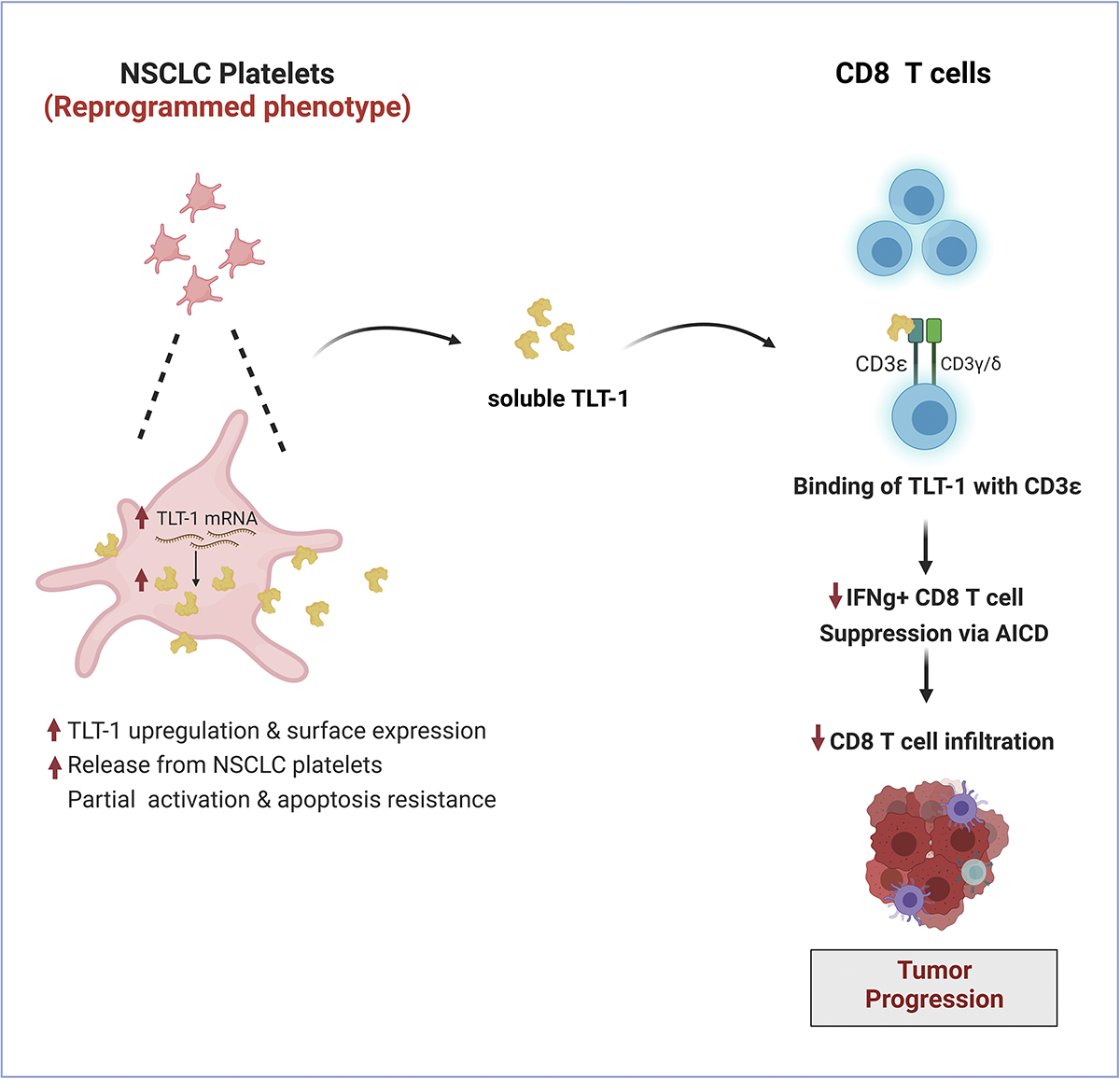 .<a href="/Simply_tarunn/">Tarun Tyagi</a>, Hwa et al <a href="/YaleIMed/">Yale Internal Medicine</a> show that platelets from #NSCLC patients express and release high amounts of TLT-1, a platelet-specific TREM family member, that promotes tumor growth by suppressing CD8 T cells. bit.ly/3Fs6Iu2

🎥 summary: youtu.be/1zSxsFUhq78