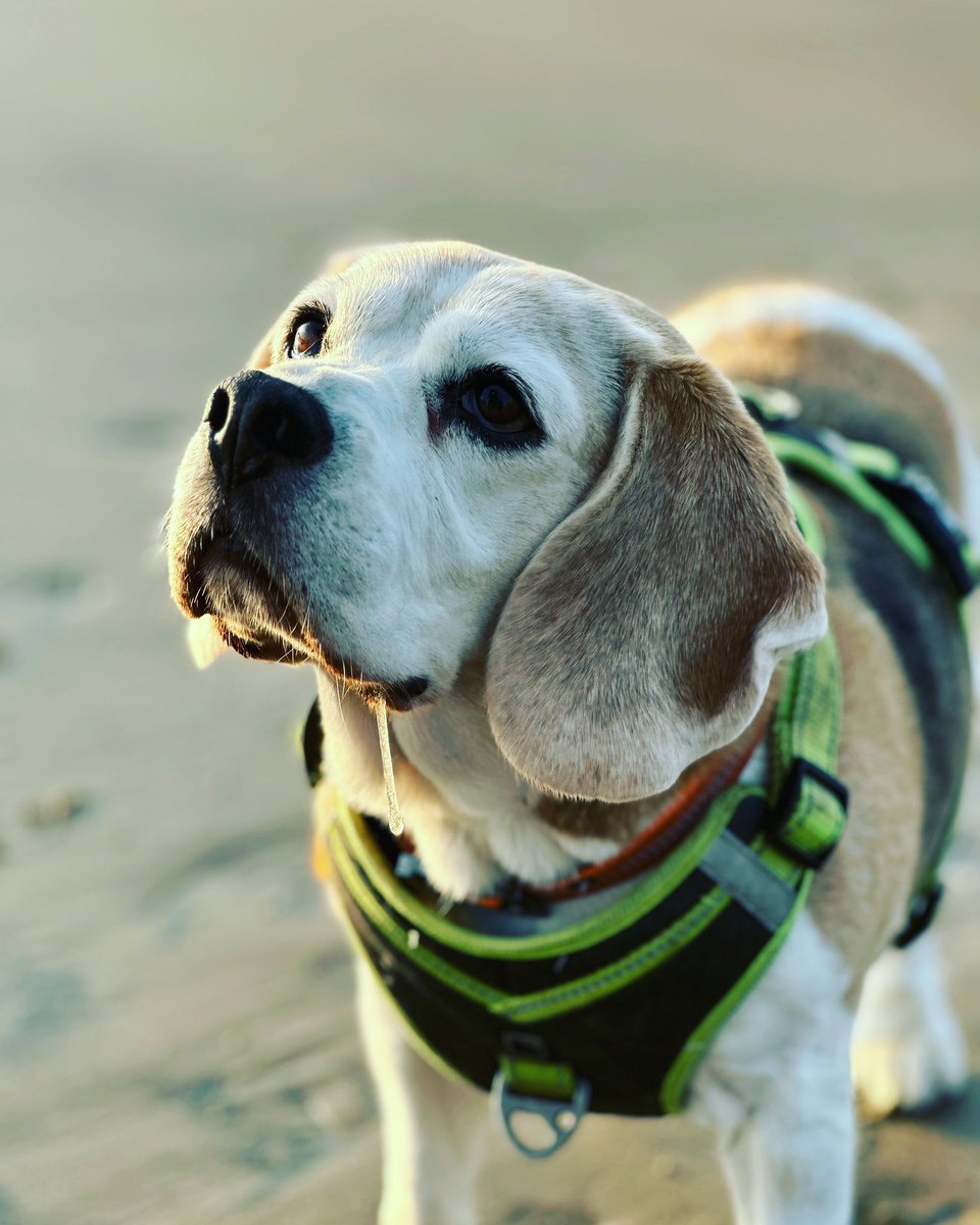 Brody Peanut tweet media