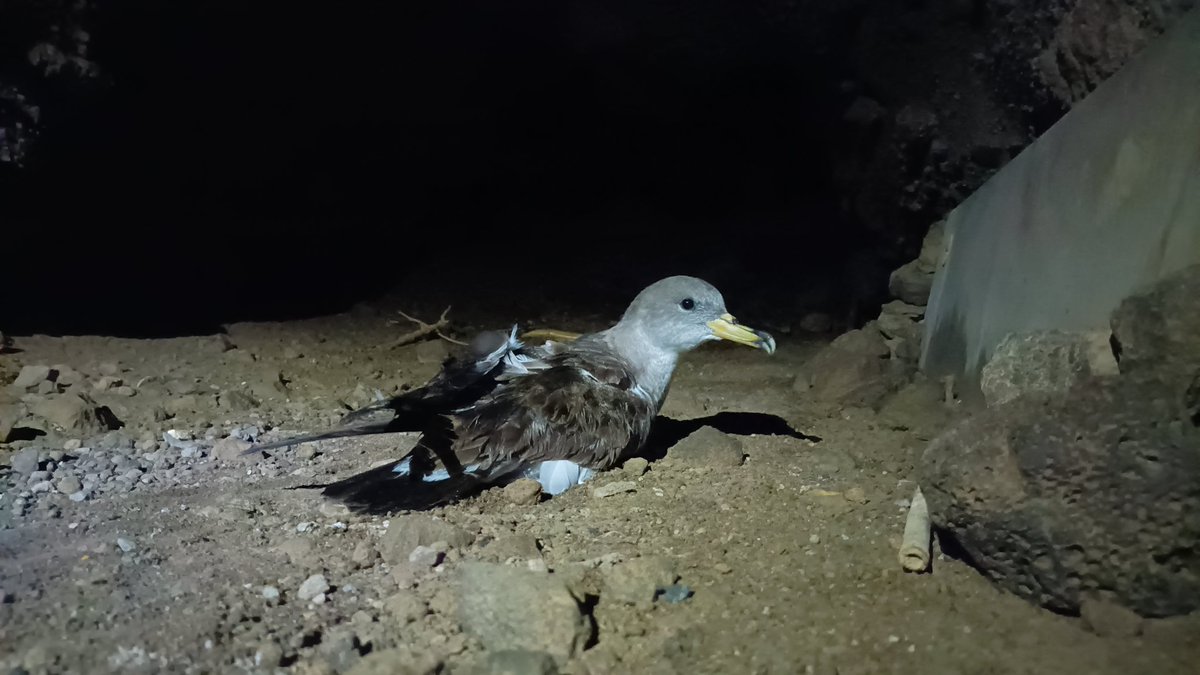 After 3 years, the return of Ligea! A pretty good story. 
#seabirds #shearwater #rateradication
ponderat.eu/schede-354-the…
