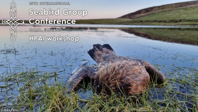 🚨REPORT OUT from #AvianFlu workshop at #CorkSeabirds: looking to the future of #HPAI in #seabirds... #seabirders of all types can make a difference! 
Great to feed this to <a href="/JNCC_UK/">JNCC</a> <a href="/_BTO/">BTO</a> UK Workshop on #HPAI in Wild Birds yesterday 
👇Summary and link to the report... 
1/9