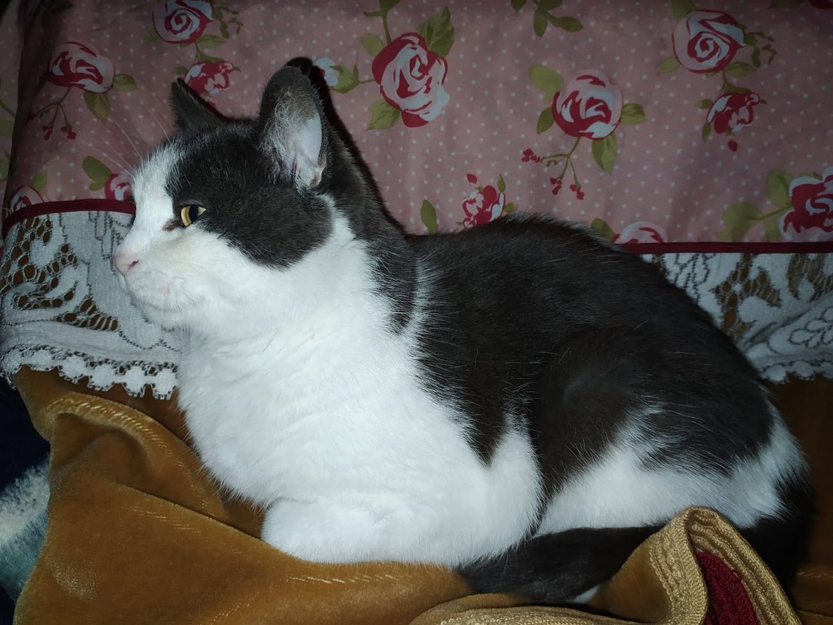 SpewPuke's tweet photo. Brancho, el gato de mi madre lleva perdido 2 días, en Jaén, se perdió calle Los Tejares, en frente del Colegio Alfredo Cazabán. También al lado del Polideportivo La Salobreja. 
@huelladejaen @abydajaen https://t.co/oZ7vivZ7aA