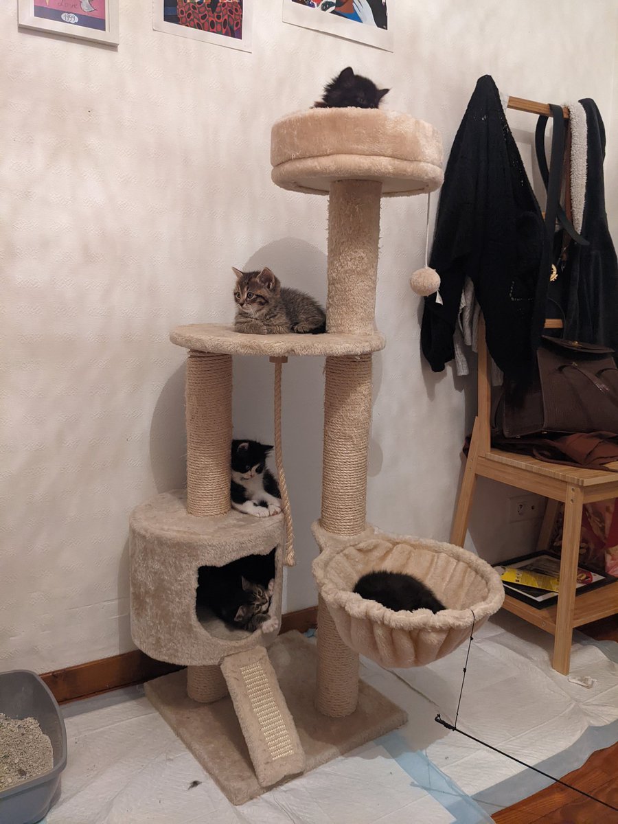 denteaste's tweet photo. mon arbre à chat fonctionne hyper bien y en a 5 qui ont poussé ??? https://t.co/2xQCxHI2cq