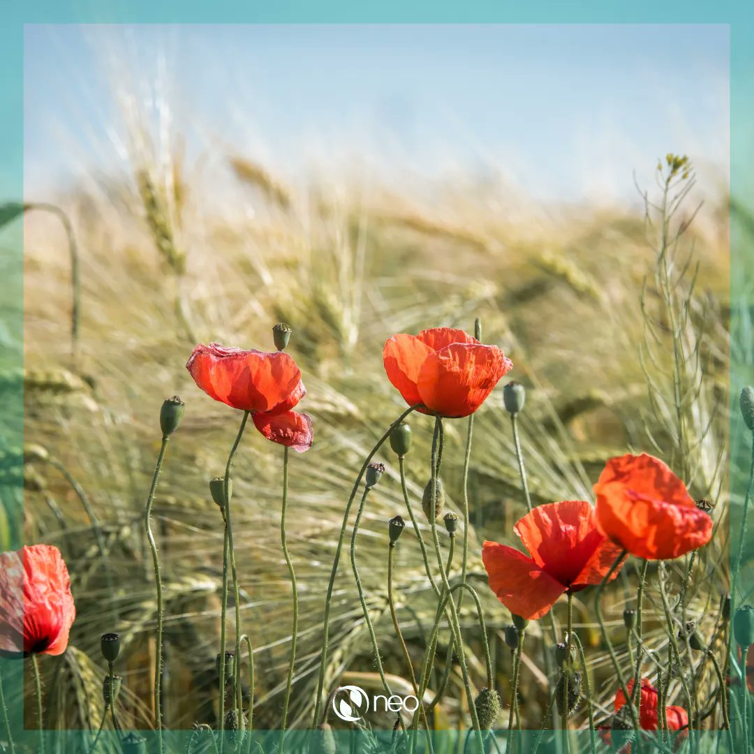 neocremations's tweet photo. 🤍  "In Flanders fields the poppies blow between the crosses, row on row, that mark our place; and in the sky the larks, still bravely singing, fly scarce heard amid the guns below."

With gratitude and respect for those who have and those who do serve. 

#NEOcremations #BCorp https://t.co/VUsAk7CoMi