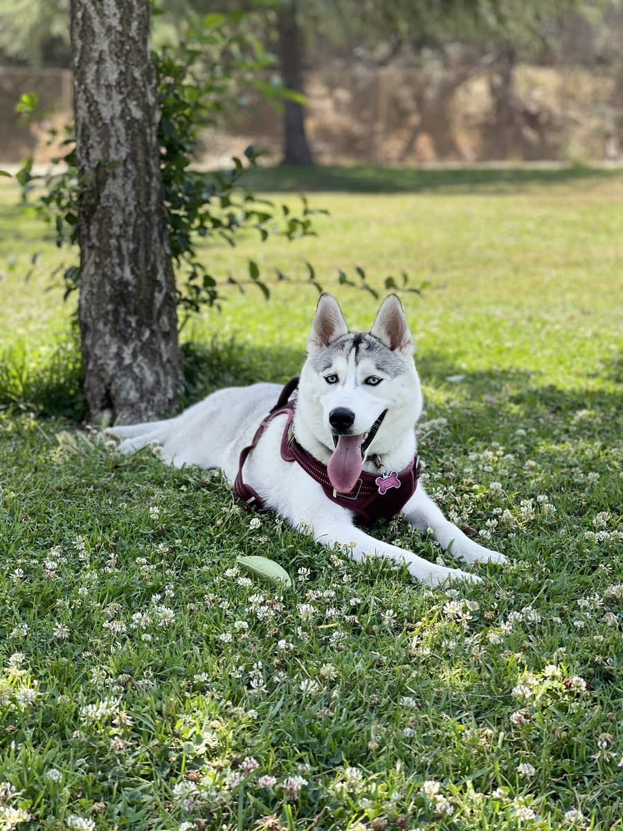 breahna_j's tweet photo. Happy Birthday to Suki!! #dogmom #dogsoftwitter 2 years old today!! https://t.co/xTVMx3sVxN