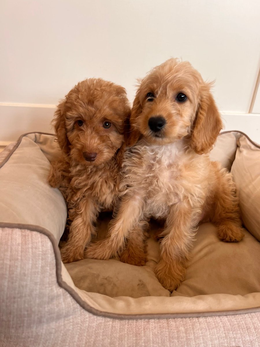 radiopault's tweet photo. Dave and Steve #puppy #labradoodle https://t.co/lGL7ACvvUM