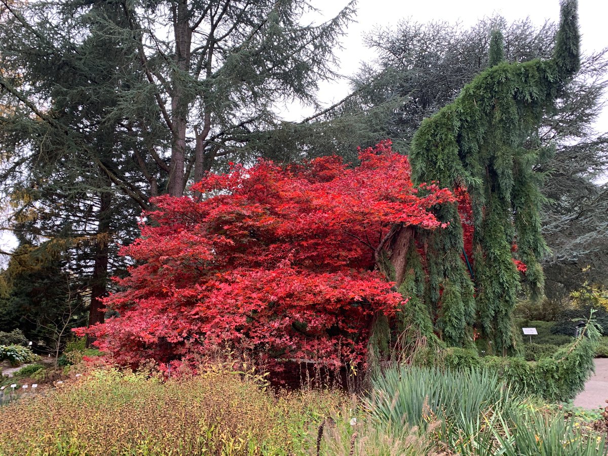 BotGartenHH's tweet image. An diesem Wochenende sehenswert - die Farbenpracht der Ahornbäume. 

 #Fächerahorn #acerpalmatumomato #secondsummer #lokischmidtgarten #botanischergartenhamburg #pflanzenhighlights #herbstfärbung #leafpeeper #staudental #indiansummer

Fotos: BGHH/ Angela Jahns