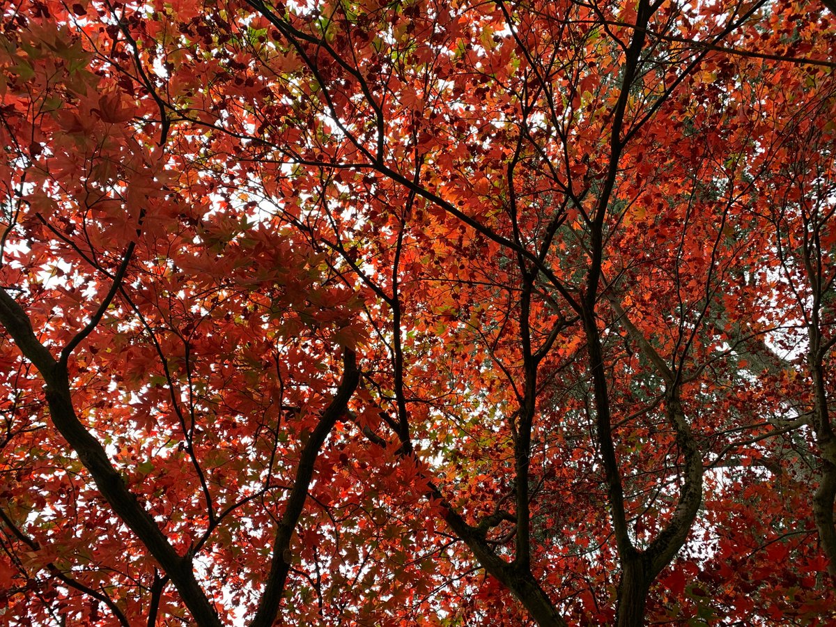 BotGartenHH's tweet image. An diesem Wochenende sehenswert - die Farbenpracht der Ahornbäume. 

 #Fächerahorn #acerpalmatumomato #secondsummer #lokischmidtgarten #botanischergartenhamburg #pflanzenhighlights #herbstfärbung #leafpeeper #staudental #indiansummer

Fotos: BGHH/ Angela Jahns