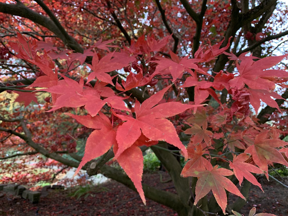 BotGartenHH's tweet image. An diesem Wochenende sehenswert - die Farbenpracht der Ahornbäume. 

 #Fächerahorn #acerpalmatumomato #secondsummer #lokischmidtgarten #botanischergartenhamburg #pflanzenhighlights #herbstfärbung #leafpeeper #staudental #indiansummer

Fotos: BGHH/ Angela Jahns
