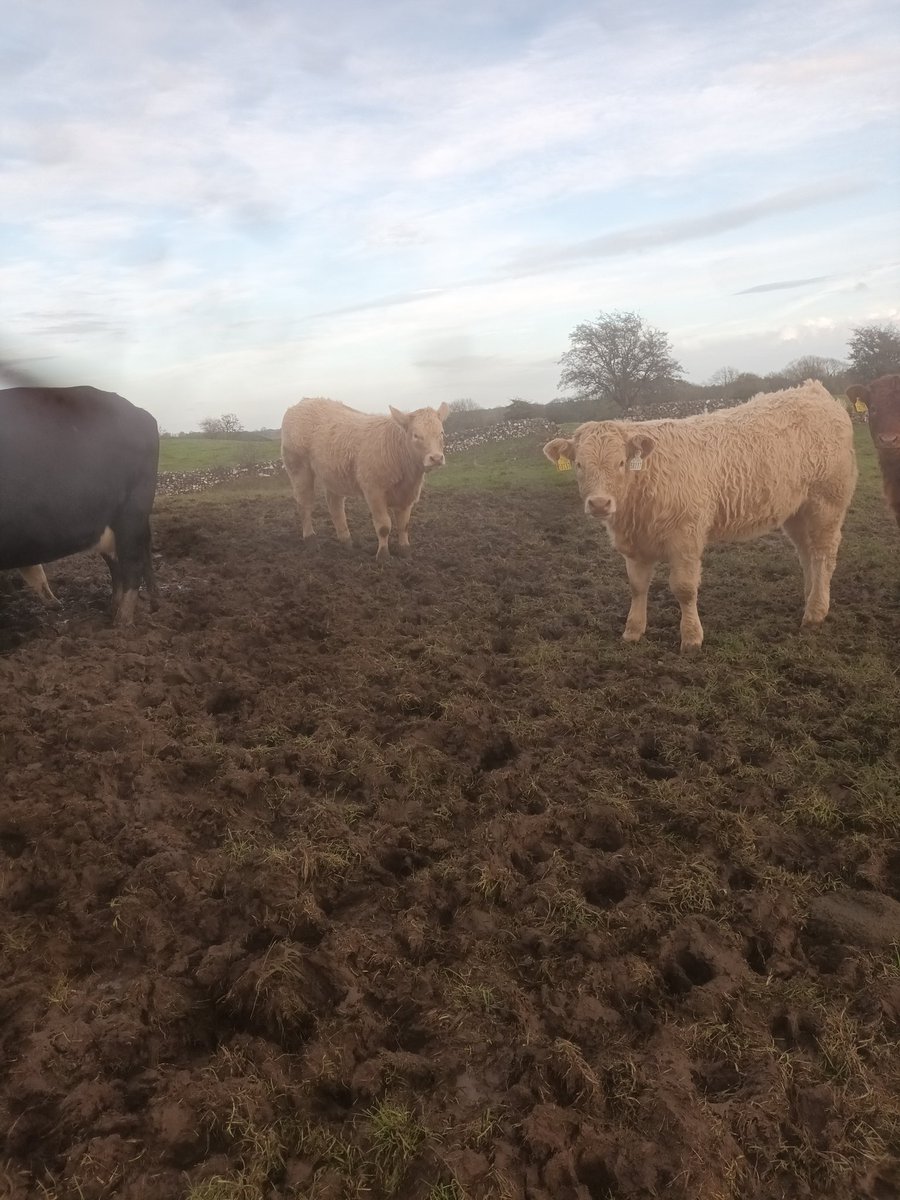 deadweightfarm's tweet photo. These two heifers out of the infamous SAGESSE PIERRE (CH5842) have a ADG better than most my bulls. Both only 1  🌟 . https://t.co/jw18lSrh81