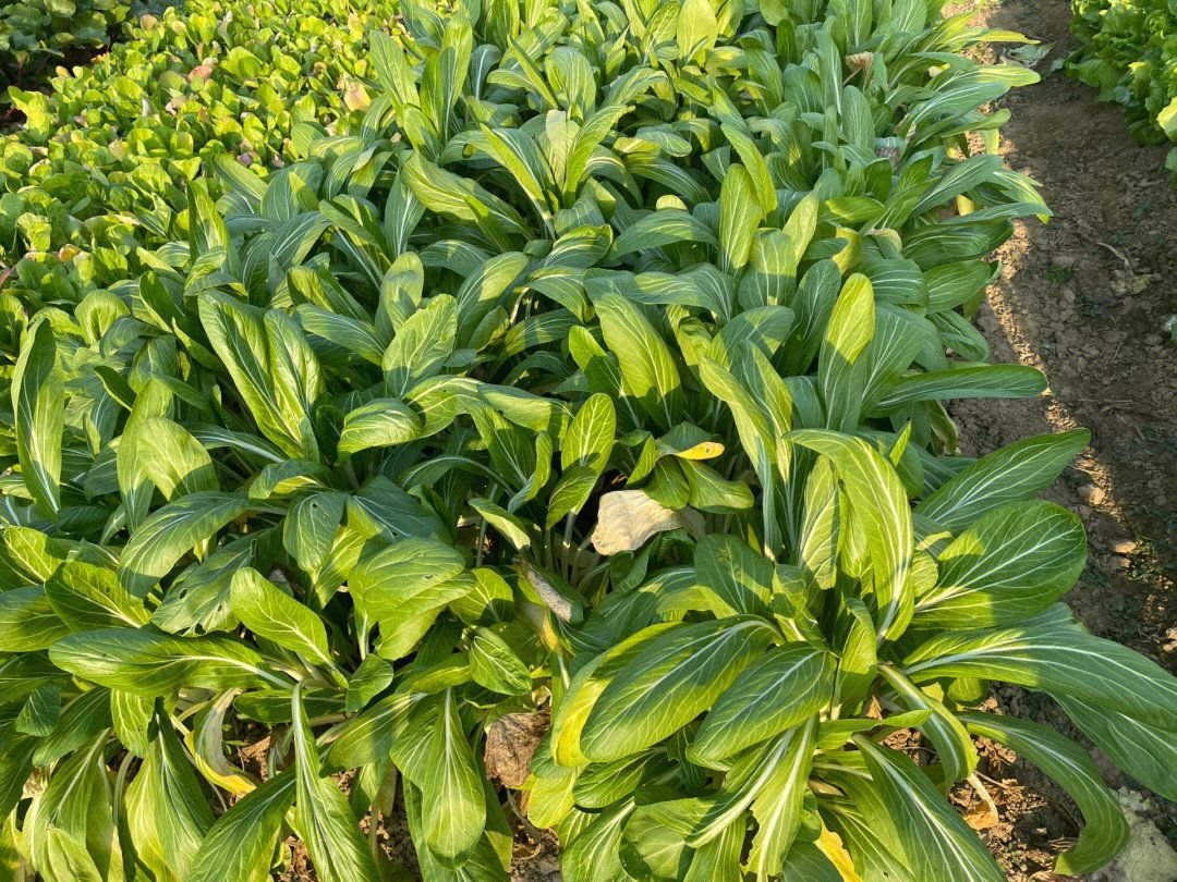 Petling11's tweet photo. My grandma's small vegetable garden https://t.co/9n5y1fMlv4